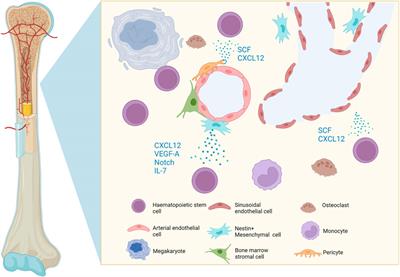 Immune-epigenetic crosstalk in haematological malignancies